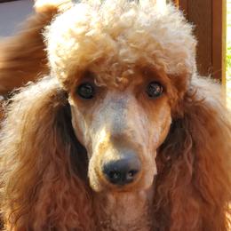 Emmi - Poodle