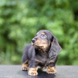 Dachshund Puppies from EntityDachs