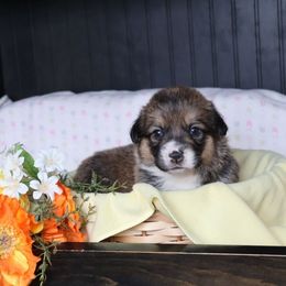 Bella - Sable female Pembroke Welsh Corgi puppy in Morgantown, Pennsylvania from Goldstar Puppies (License Number 18519)