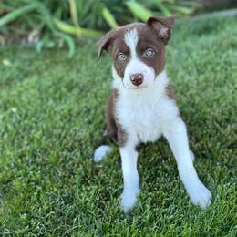Girl 4 - Red female Border Collie puppy in Centerville, Washington from Forthright Farms