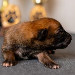 Boy 3 - Fawn male Belgian Malinois puppy in Lincoln, Nebraska from Nebraska K9