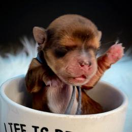 Girl 3 perrywinkle - Tan female Yorkshire Terrier puppy in Machesney Park, Illinois from Three Yorkie Family