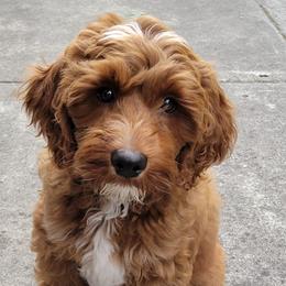 Australian Labradoodle Puppies from High Desert Labradoodles