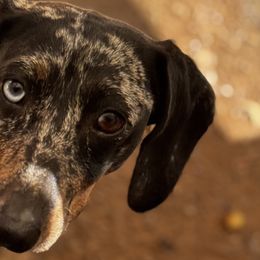 Dachshunds and Poodles from Stocktons Doxies & Poodles