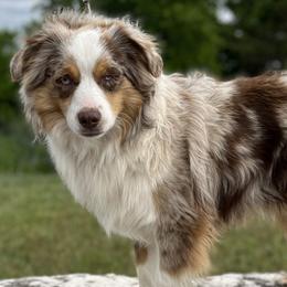 Rio - Miniature Australian Shepherd