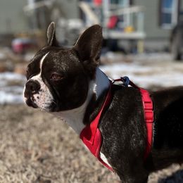 Ginger - Boston Terrier