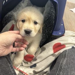 Golden Retriever Puppies from Huckaby’s English Golden Retrievers