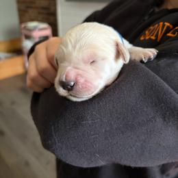 Peter (Royal Blue) - Light golden male Golden Retriever puppy in Jacksonville, Florida from River City Golden Retrievers