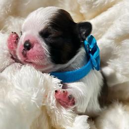 Bruno - Tricolor male Shih Tzu puppy in Sebring, Florida from Amarilys ShihTzus & Poodles