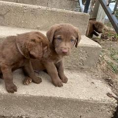 Chesapeake Bay Retriever Puppies from Bear Kreek Chesapeakes