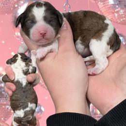 Girl 2 - Merle female Cavapoo puppy in Coshocton, Ohio from Forever Family Puppies