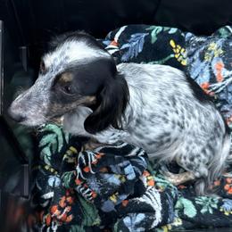 Beatrice - Dachshund