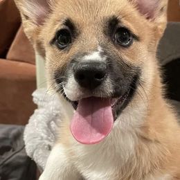 Cardigan Welsh Corgis from Saddleback Bassets and Corgi's