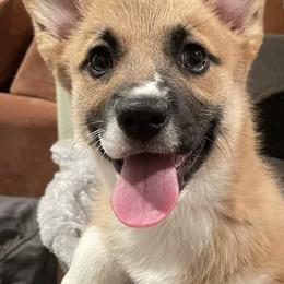 Cardigan Welsh Corgis from Saddleback Bassets and Corgi's