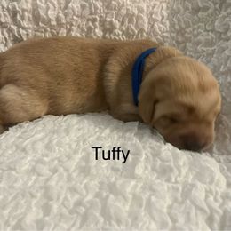 Tuffy - Yellow male Labrador Retriever puppy in Princess Anne, Maryland from Little Farm