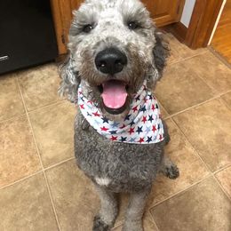 Goldendoodle All Grown Up from Simply Doodles LLC