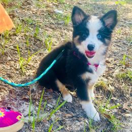 Astronaut - Black tri female Miniature Australian Shepherd puppy in Interlachen, Florida from Lucky Bones Miniature Australian Shepherds