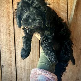 Joplin - Black and white female Cavapoo puppy in Alachua, Florida from Song Paws