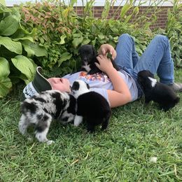 Australian Shepherd Puppies from KC Aussies TN