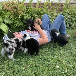 Australian Shepherd Puppies from KC Aussies TN