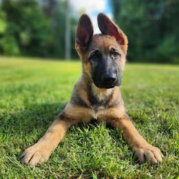 Max - German Shepherd