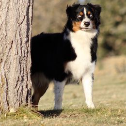 Prada - Australian Shepherd