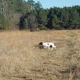 Molly - German Shorthaired Pointer