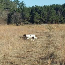 Molly - German Shorthaired Pointer