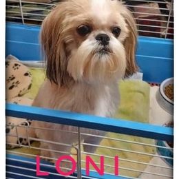Loni - Shih Tzu