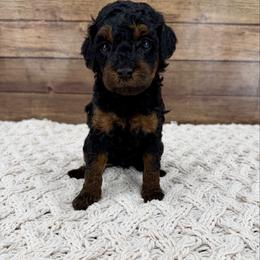 Rascal - Black and tan male Cockapoo puppy in Beresford, South Dakota from DAKOTA DOOD RANCH