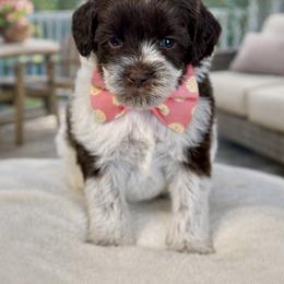 Chocolate roan - Chocolate female Australian Labradoodle puppy in Anderson, California from Shaggy Doodles