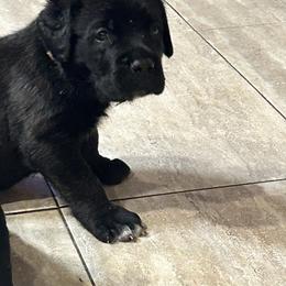 Aspen - Black female Cane Corso puppy in Assumption, Illinois from De Novo Cane Corso