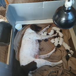 Boy 2 - White and liver male German Shorthaired Pointer puppy in Laporte, Minnesota from Northern Odyssey Gun Dogs