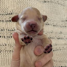 Goldendoodle Puppies from Sweet Doodles of Alabama