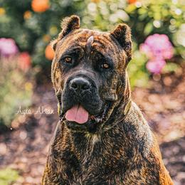 Arizona - Cane Corso