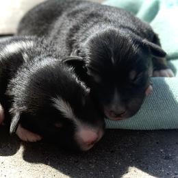 Bandit - Black tri male Miniature Australian Shepherd puppy in North Lakeport, California from Wild Rose Ranch