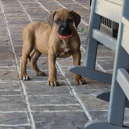 Ms Ellie - Rd whtn blk nose female Rhodesian Ridgeback puppy in Gaffney, South Carolina from Circle D Farms