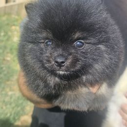 Doc - Black and tan male Pomeranian puppy in Laredo, Texas from SASH Poms
