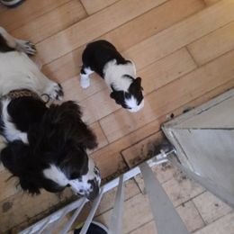 English Springer Spaniel Puppies from Brambleberry Springers