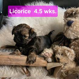 Licorice - Black and tan female Shih Tzu puppy in Center Point, Iowa from Puppies in a Box Shih tzus