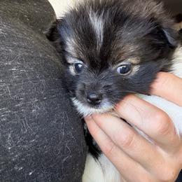 Piper - Black parti female Pomeranian puppy in Costa Mesa, California from Wheresmil0