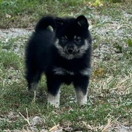Warwick - Tri-color male Pomsky puppy in Boonville, Indiana from Elysian Pomskies