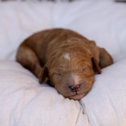Purple collar - Apricot female Poodle puppy in Edmond, Oklahoma from The Redbud Roost