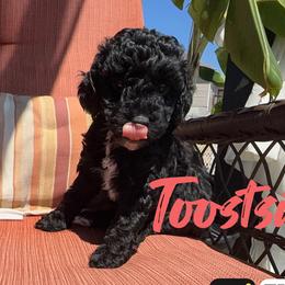 Tootsie - Black female Poodle puppy in Salem, Missouri from Meadowbrook Poodles