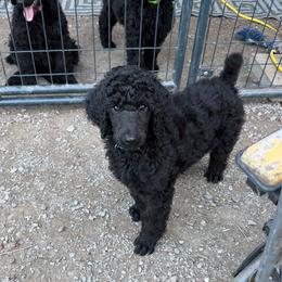 Zorro - Black male Poodle puppy in Sedro Woolley, Washington from Best Friend Poodles