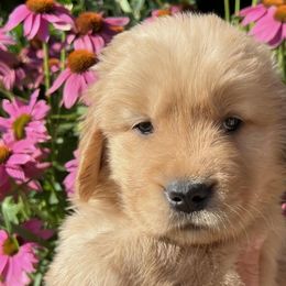 Golden Retrievers from Golden Meadow Puppies