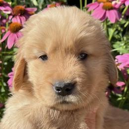 Golden Retrievers from Golden Meadow Puppies