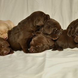 Labrador Retriever Puppies from Post Family Retrievers