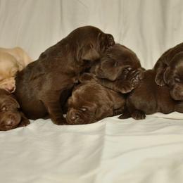 Labrador Retriever Puppies from Post Family Retrievers