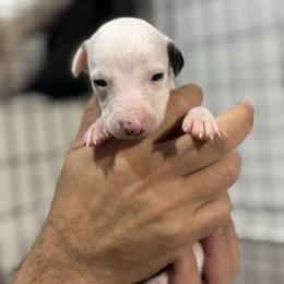 Lefty - White and black male Whippet puppy in Winter Garden, Florida from Infinity Whippets